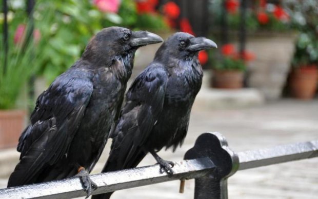 Клювом в голову: орнитологи объяснили, за что вороны мстят киевлянам