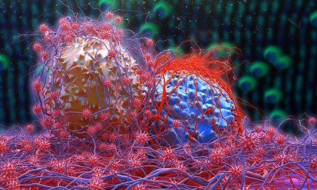 Клітинна дипломатія: як пухлини налаштовують імунітет проти нас