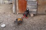 Бой петухов, кадр из видео, изображение иллюстративное: YouTube