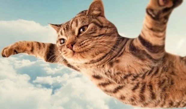Летающий кот покорил сеть (видео)