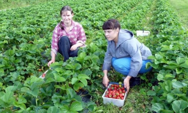 Пенсія кожному третьому: що чекає працюючих в Польщі українців