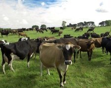 У новозеландського фермера вкрали 500 корів