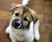 Нічого святого: шкуродер жорстоко знущався над собакою задля доходу