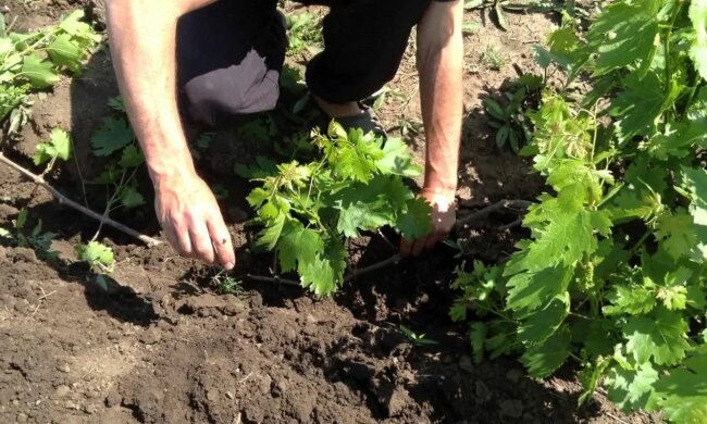 Виноград, скриншот: YouTube