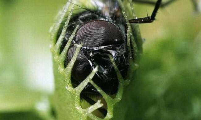 Таємниця рослин-вбивць нарешті розкрита