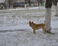 Невиданная жестокость: живодеры выбросили измученную собаку на помойку