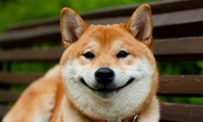 Это фиаско, братан: новый мем стремительно захватил сеть