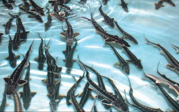 Гниет с головы: коррупция убила сотни тысяч рыб 
