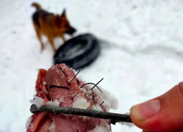 "М'ясо" для собак / фото: Facebook