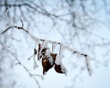 Запорожье застряло в "плюсах": чем удивит погода в Татьянин день