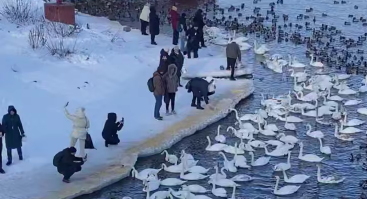 Українці, лебеді, кадр з відео