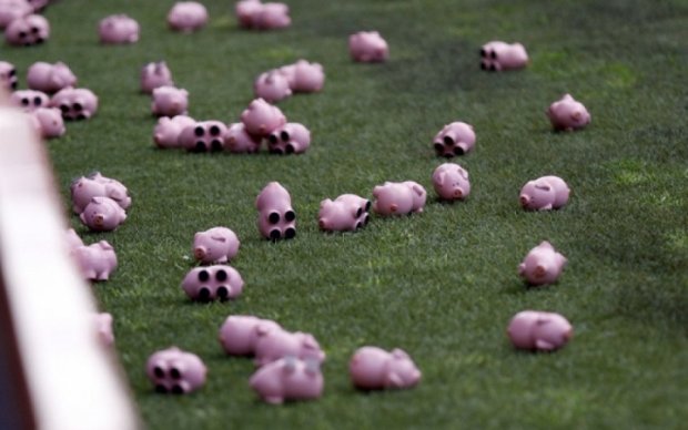 Резиновые свиньи едва не сорвали матч чемпионата Англии