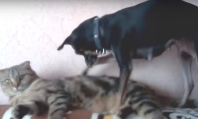 Пес-слуга кішки став хітом Youtube (відео)