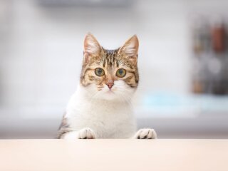 кошка, фото: royalcanin.com