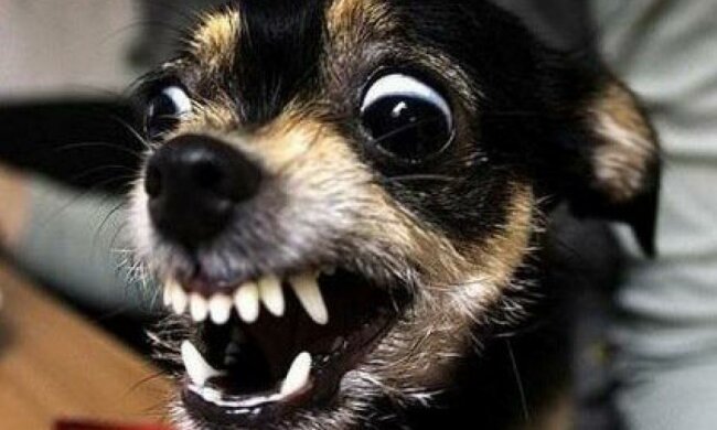 Китайці стали менше їсти собачого м'яса