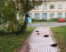 Гибнут вороны, скриншот из видео