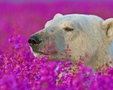 Белые медведи позируют в море цветов (фото)