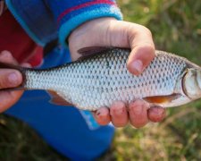 Ботулизм вернется? Смертельная рыба попадает на украинские прилавки