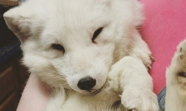 Миле лисеня сміється наче людина 