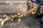 Правильне зберігання картоплі, скріншот Youtube
