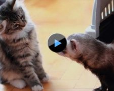 Як тхір зіпсував життя коту