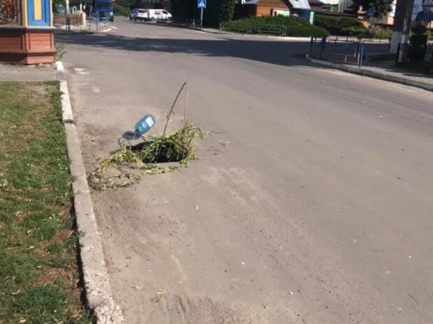 Тернополяни засадили вбиті дороги деревами: "Замість клумб"