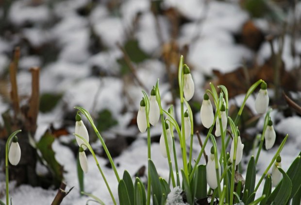 Весна дасть бій зимі: синоптики дали несподіваний прогноз