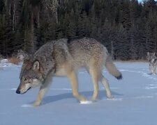 Вовки: фото скрін Ютуб
