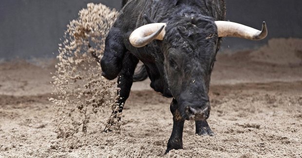 Розлючений бик спровокував погроми в Індії: поліція затримала 25 осіб