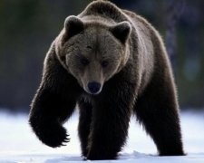 Вчені знайшли причину вимирання хижаків льодовикового періоду