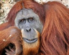 Орангутанги научились подражать человеческой речи 