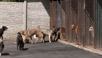 Приют для животных: фото скрин Ютуб