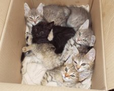 Вибухотехніки "знешкодили" коробку кошенят
