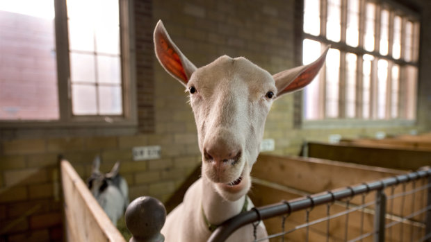 Парализованная коза научилась ходить по-человечески: удивительное видео