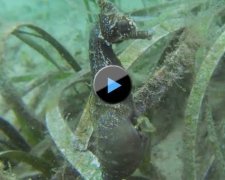 Роды морского конька "взорвали" сеть
