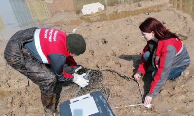 Фото: Kyiv Animal Rescue Group