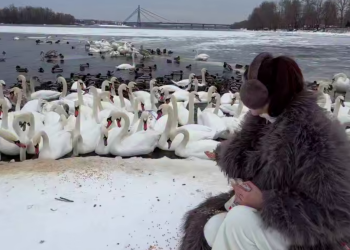 Українці, зима, птахи, лебеді, кадр з відео