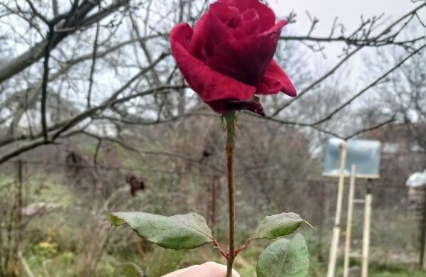 Троянди, фото: голос Карпат