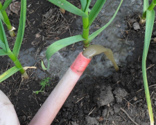 Підживлення часнику, кадр з відео