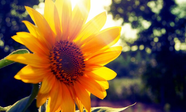 Львов накроет рекордная жара, берегите головы: синоптики удивили прогнозом на 28 августа