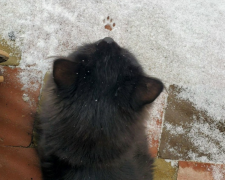 Морози до -20 і снігопади чи "зимова осінь" та постійні дощі: прогноз погоди від синоптиків на грудень