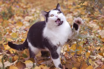 Котик, Пикабу