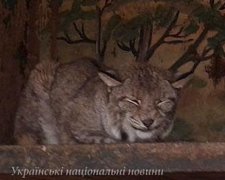 У Рівненській області власник кинув свій зоопарк (фото)