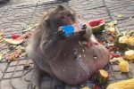 Туристи відгодували макаку до півсмерті: фото