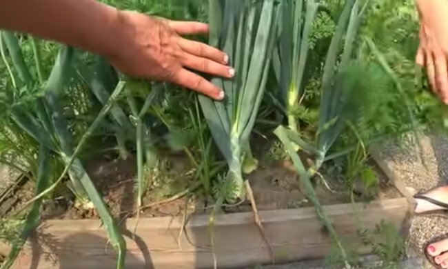 Грядки, кадр з відео