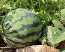 Кавун, зображення: Unsplash