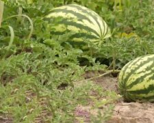 Кавун, фото: скриншот из видео