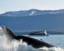 У Японському морі пором протаранив кита: є постраждалі