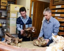 Археологи розкопали нового динозавра