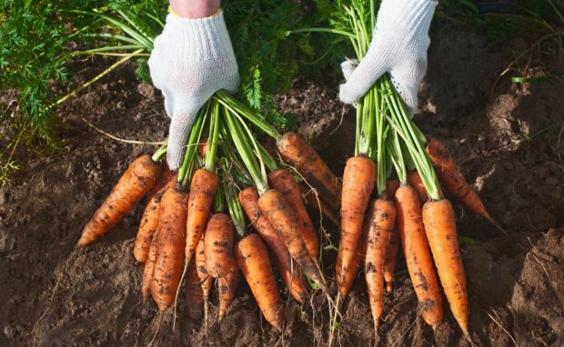 Морковь будет свежей до весны: как правильно хранить капризный овощ - ЗНАЙЮА
